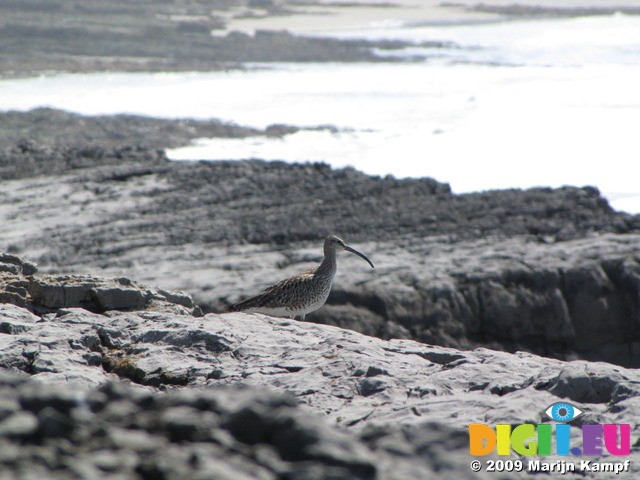 SX05796 Whimbrel (Numenius phaeopus) on cliffs